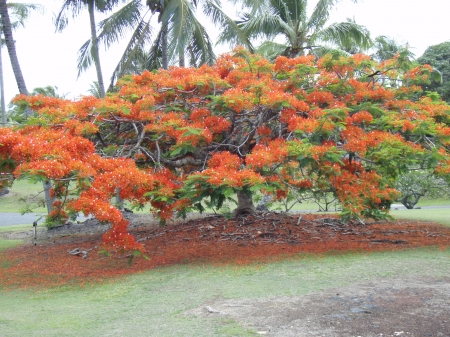 Beautiful tropical trees and flowers in Kapoho Beach Lots, Big Island, Hawaii