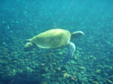 With with green sea turtles (honu)
